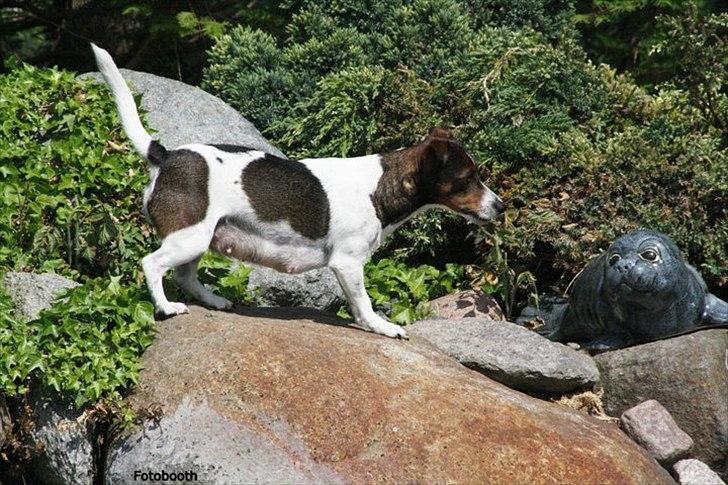 Jack russell terrier Carla - Er lige på jagt efter sælen billede 1