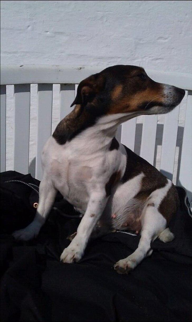 Jack russell terrier Carla - Frk. Kostbar billede 2