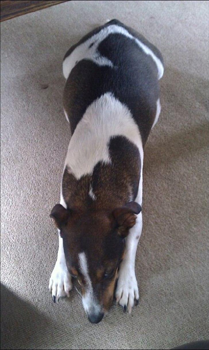 Jack russell terrier Carla - Er ved at få lidt mave på.. Puha billede 3
