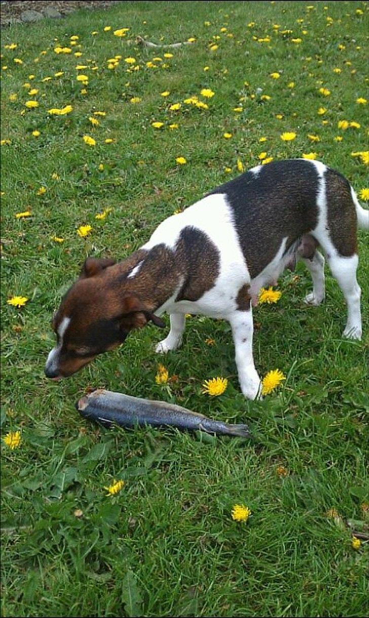 Jack russell terrier Carla - Mmm godt med en sild.. billede 4