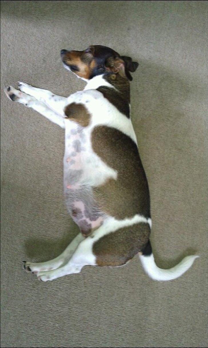 Jack russell terrier Carla - Hårdt at være gravid.. :o) billede 5