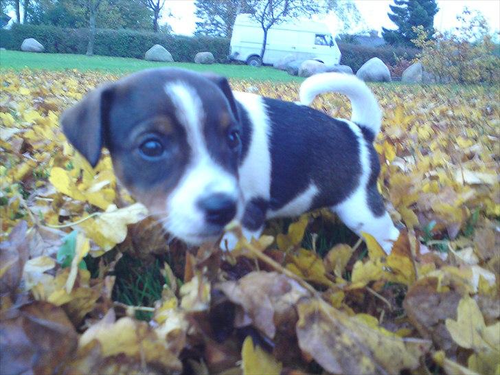 Jack russell terrier Carla - Min 1. tissetår ude i det fri.. billede 6