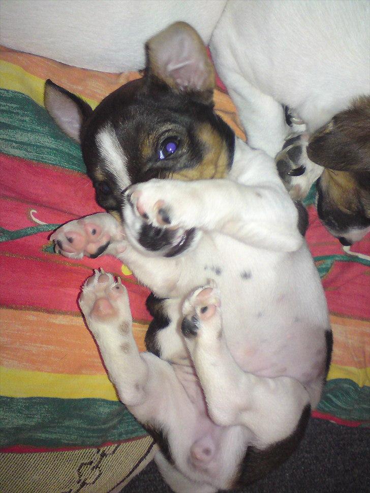 Jack russell terrier Carla - Ej altså jeg bliver lidt genert nu <3 billede 7