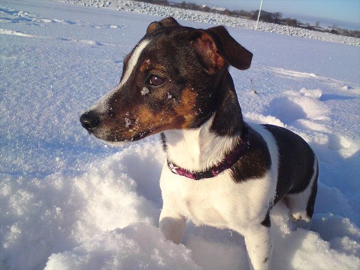 Jack russell terrier Carla - Uhh det sjovt at lege i sne.. billede 8