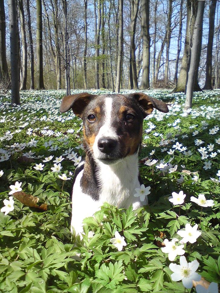 Jack russell terrier Carla - Blomster pigen Carla billede 9