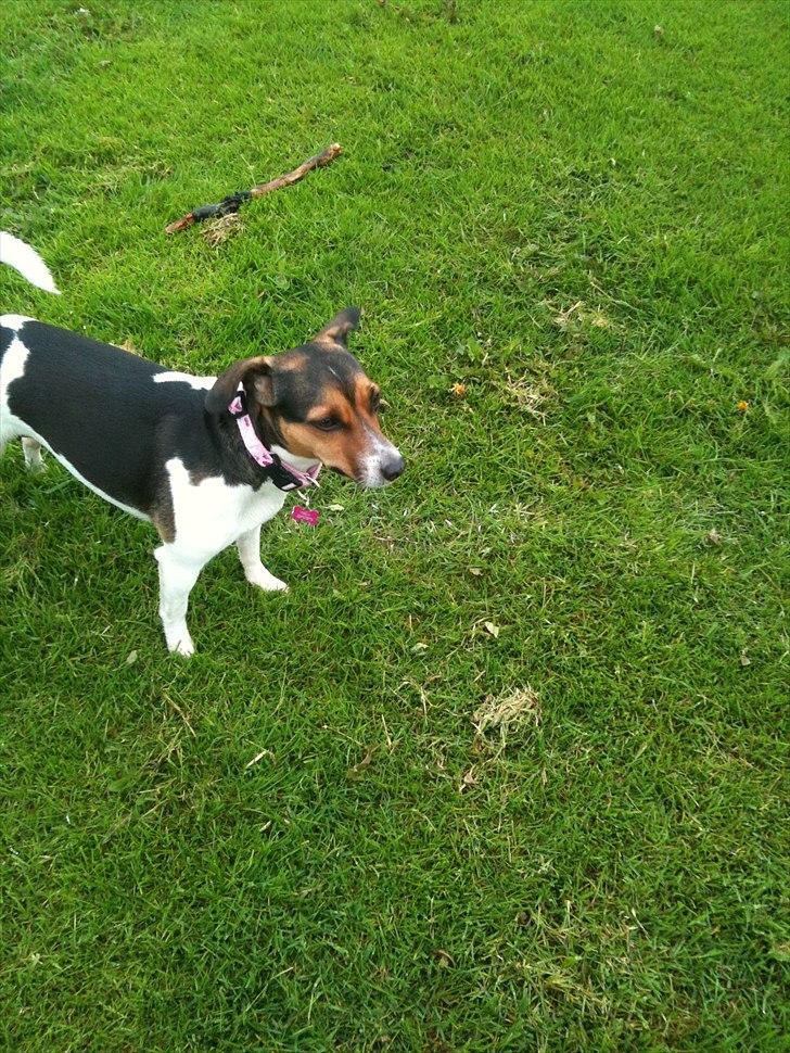 Dansk svensk gaardhund Freja billede 2