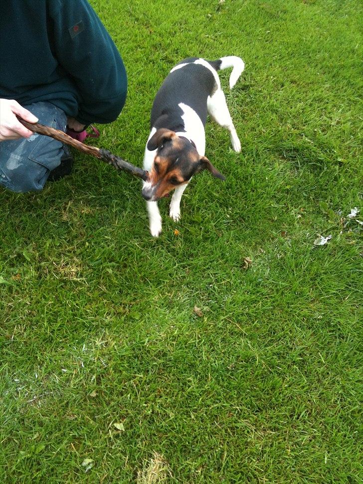 Dansk svensk gaardhund Freja billede 3