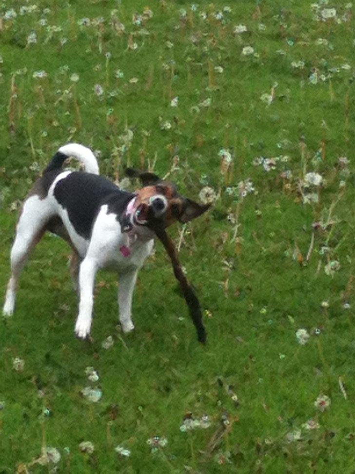 Dansk svensk gaardhund Freja billede 4