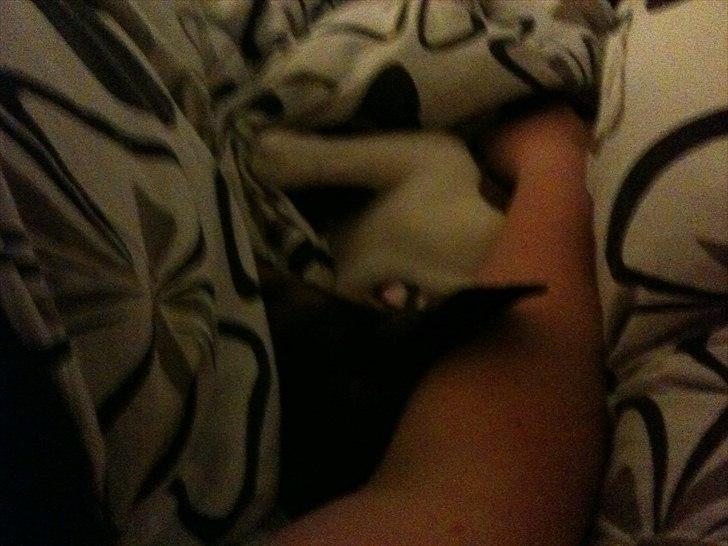 Dansk svensk gaardhund Freja billede 5