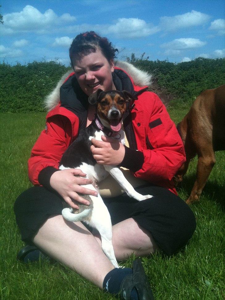 Dansk svensk gaardhund Freja billede 6