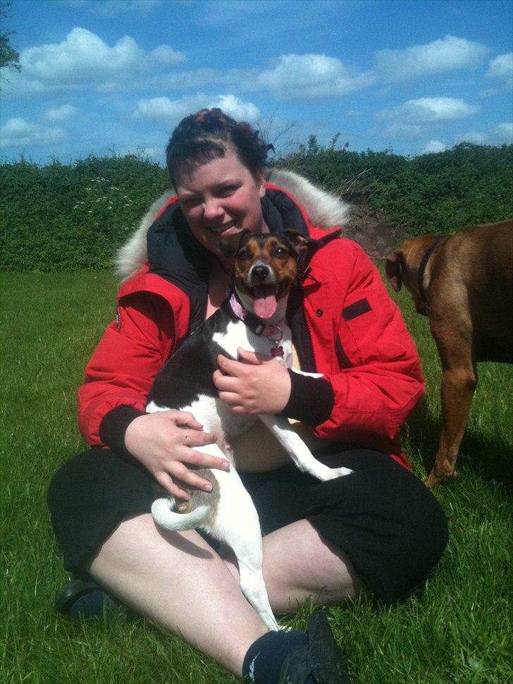 Dansk svensk gaardhund Freja billede 7