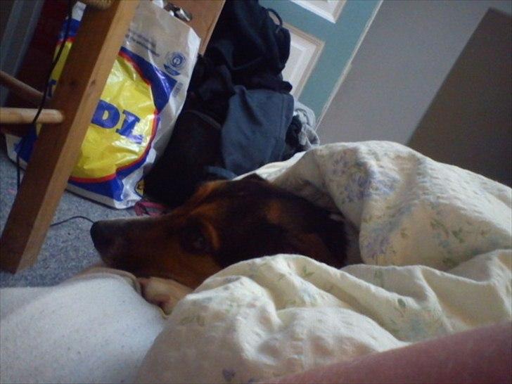 Dansk svensk gaardhund Freja billede 8