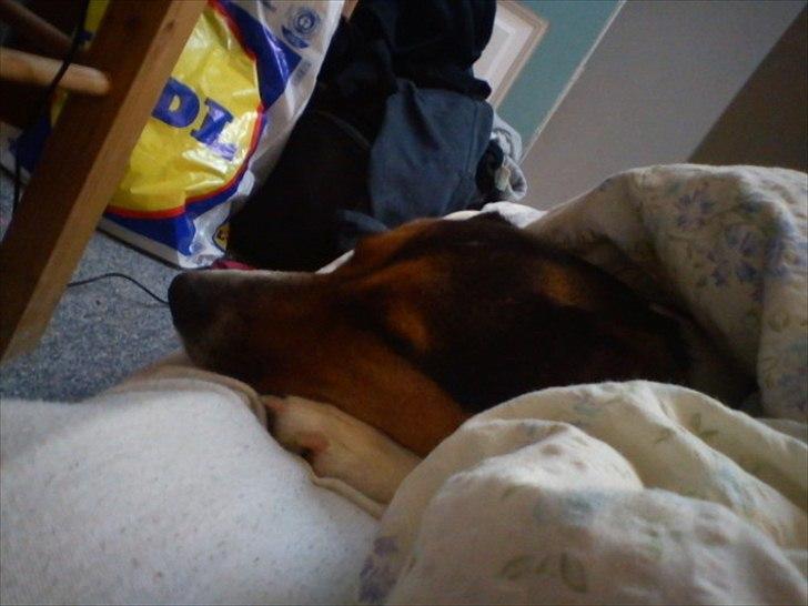 Dansk svensk gaardhund Freja billede 9