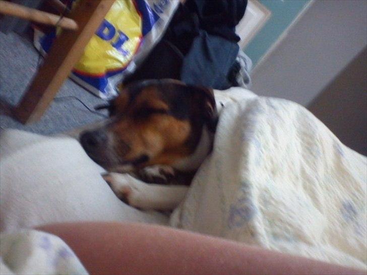 Dansk svensk gaardhund Freja billede 10