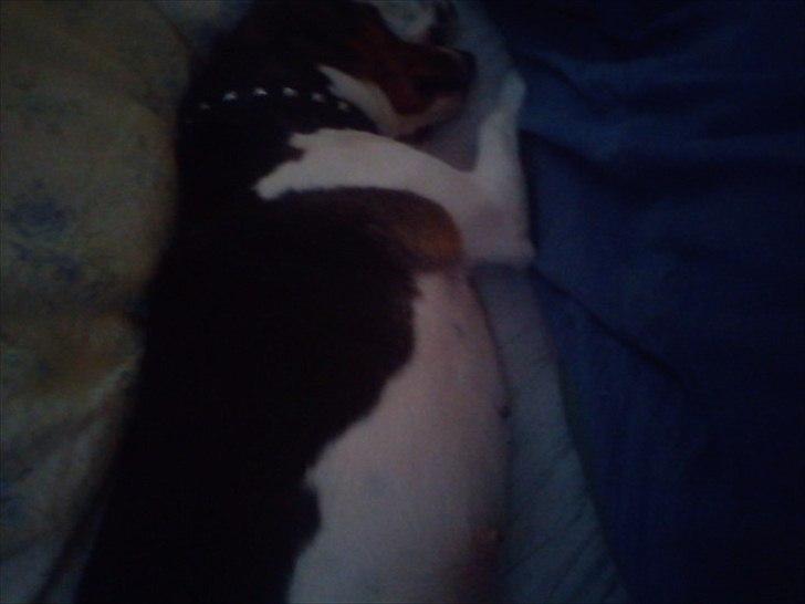 Dansk svensk gaardhund Freja billede 11