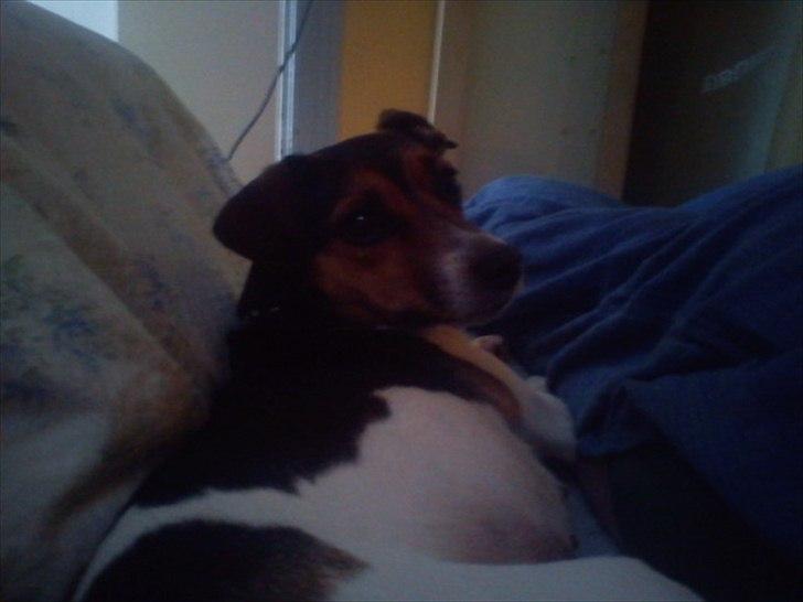 Dansk svensk gaardhund Freja billede 12