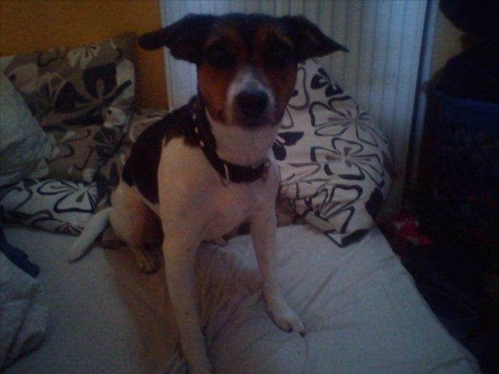 Dansk svensk gaardhund Freja billede 13