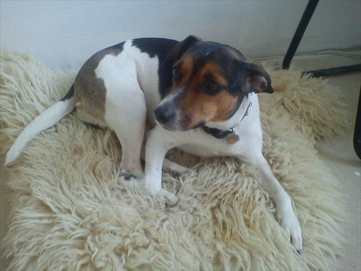 Dansk svensk gaardhund Freja billede 14