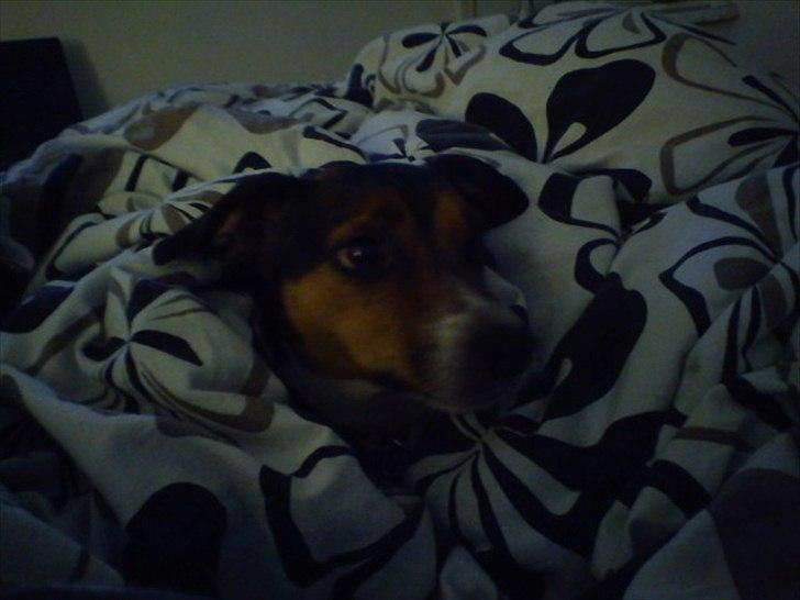 Dansk svensk gaardhund Freja billede 15