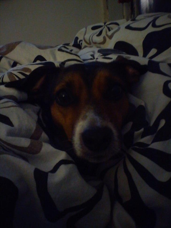 Dansk svensk gaardhund Freja billede 16