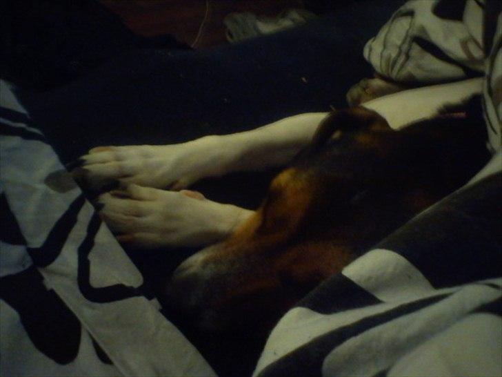 Dansk svensk gaardhund Freja billede 17