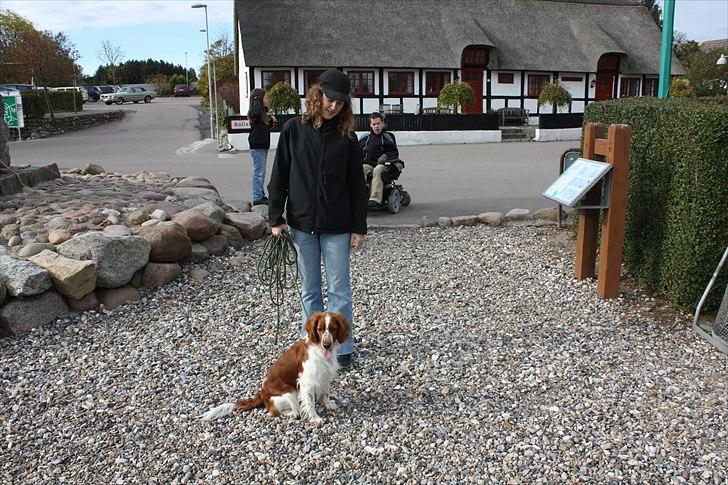 Welsh springer spaniel Lloer's Tale of Gold *Sally* billede 9