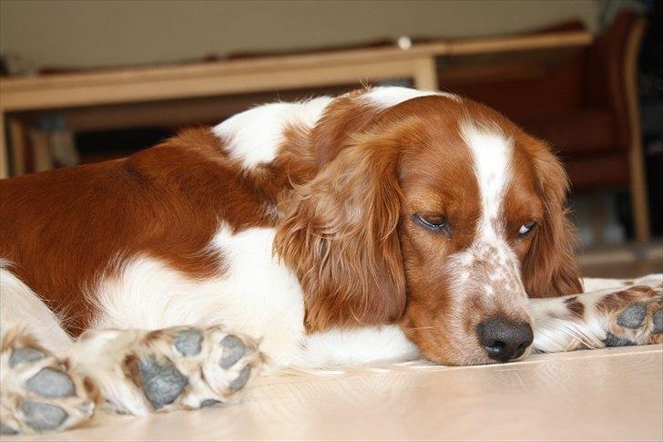 Welsh springer spaniel Lloer's Tale of Gold *Sally* billede 10