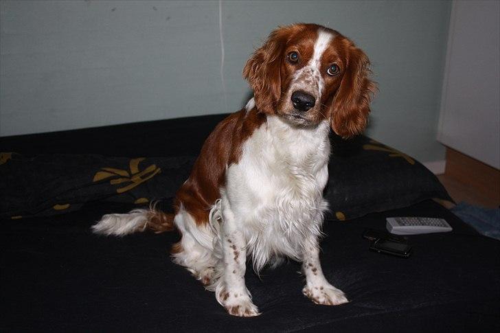 Welsh springer spaniel Lloer's Tale of Gold *Sally* - Hu? billede 11