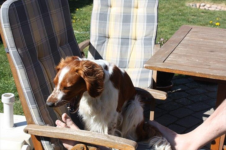 Welsh springer spaniel Lloer's Tale of Gold *Sally* - Træt? Hehe billede 12