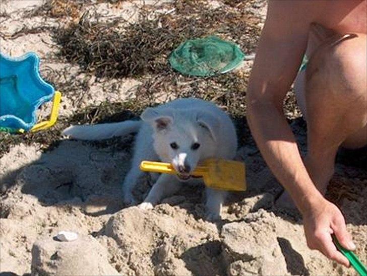 Dansk Spids Luna billede 22