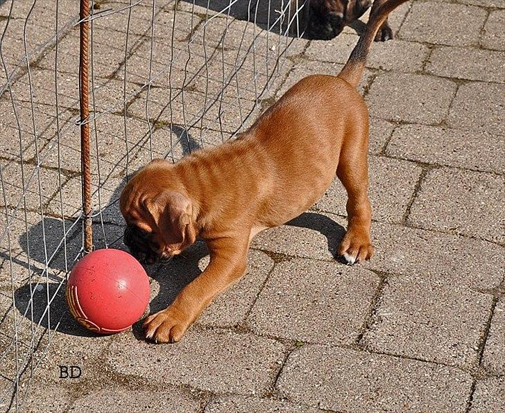 Boxer Damkjærs Rasmine - 6 uger billede 9