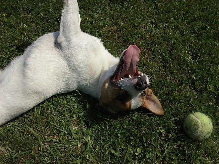 Jack russell terrier Vaks billede 8