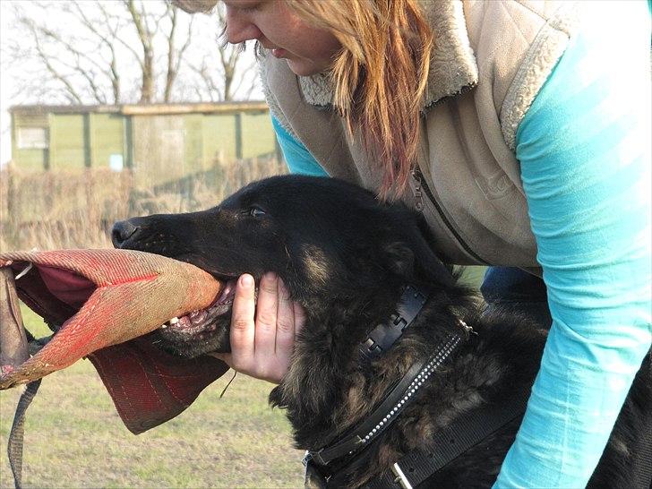 Schæferhund Jen-Ager's Jasko R.I.P billede 17