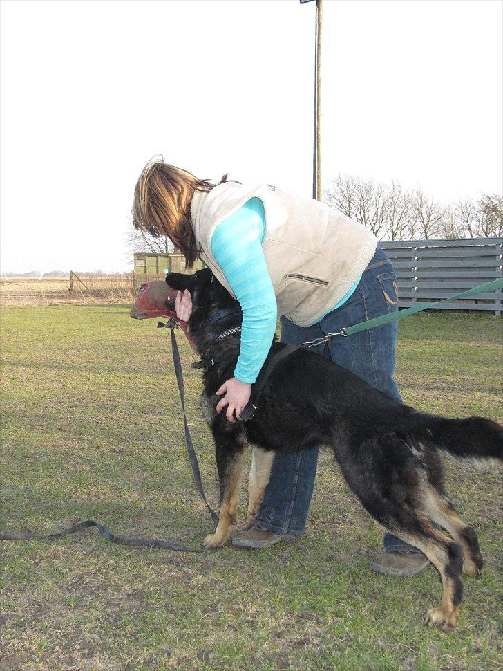 Schæferhund Jen-Ager's Jasko R.I.P billede 18