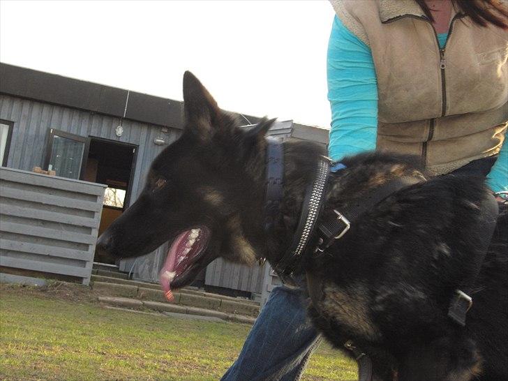 Schæferhund Jen-Ager's Jasko R.I.P billede 19