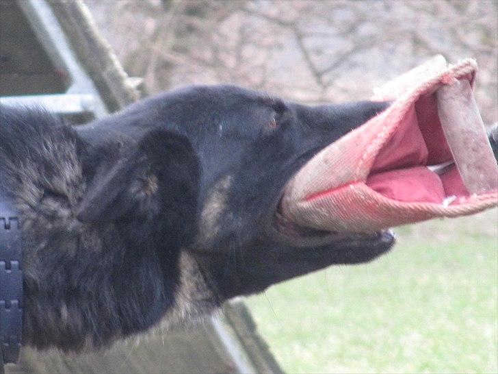 Schæferhund Jen-Ager's Jasko R.I.P billede 20