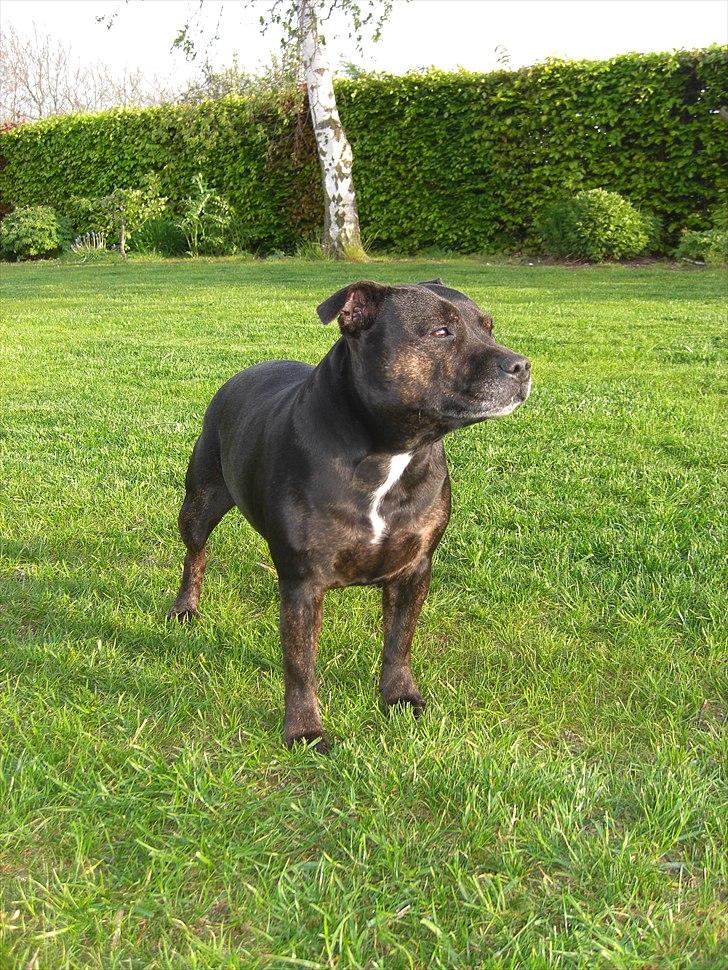 Staffordshire bull terrier Point of View Annie - Annie 5½ år gammel billede 1