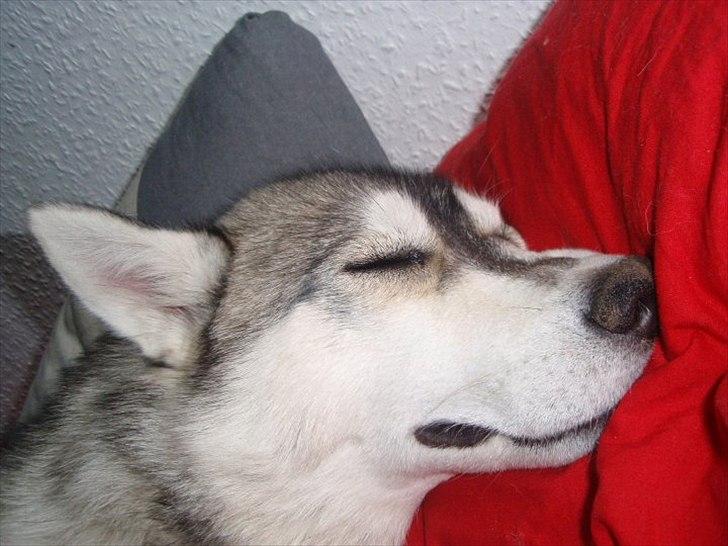 Siberian husky Shiela of Silverrunners - En lille lur efter en tur i løbegård. billede 2