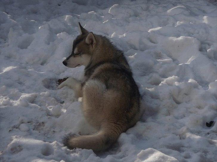 Siberian husky Shiela of Silverrunners - I sit rette element billede 4