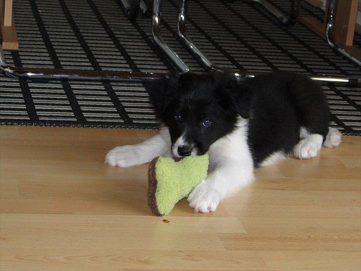 Border collie Danielsson´s Skyline Celix (Felix) - 8 uger billede 6