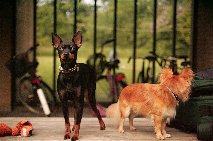 Engelsk toy terrier Gipsy  billede 2