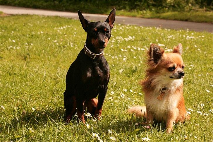 Engelsk toy terrier Gipsy  billede 4