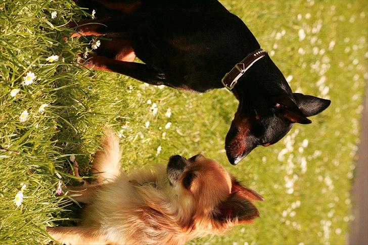 Engelsk toy terrier Gipsy  billede 5