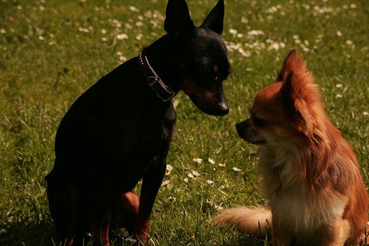 Engelsk toy terrier Gipsy  billede 6