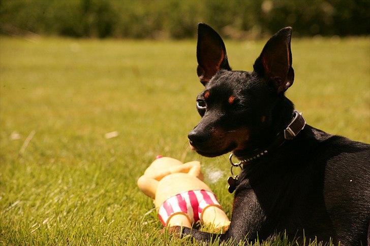 Engelsk toy terrier Gipsy  billede 1