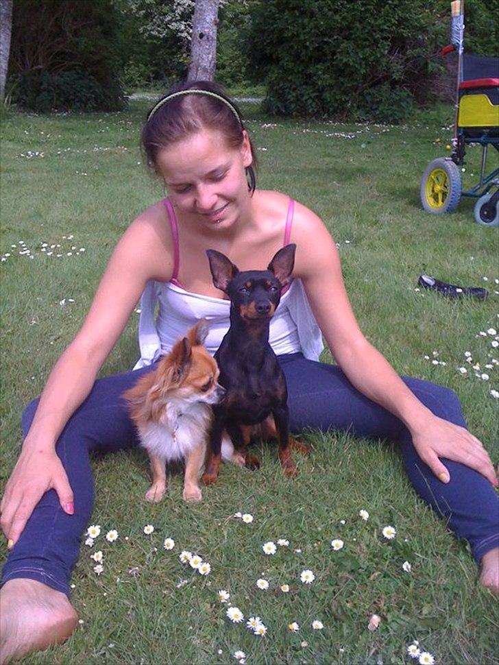 Engelsk toy terrier Gipsy  billede 7