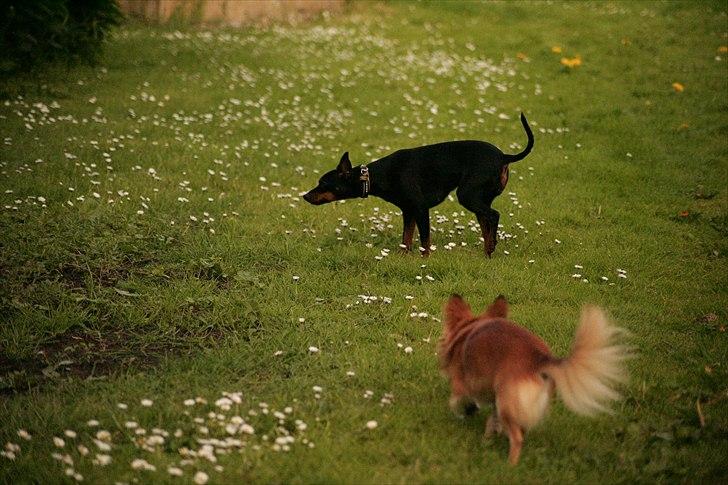 Engelsk toy terrier Gipsy  billede 8