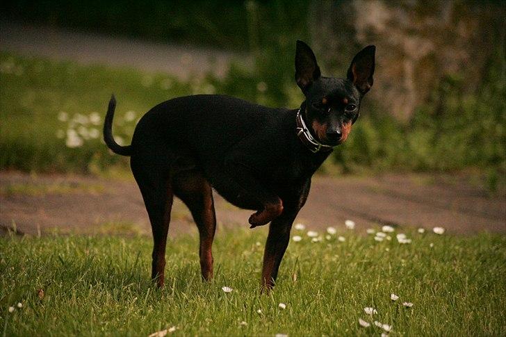 Engelsk toy terrier Gipsy  billede 9
