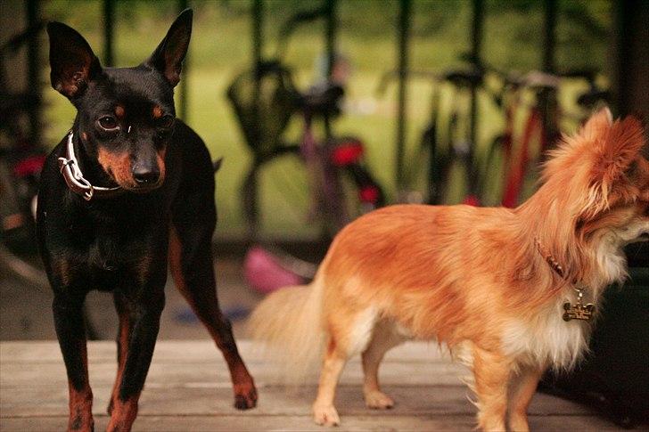 Engelsk toy terrier Gipsy  billede 10