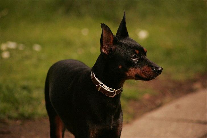 Engelsk toy terrier Gipsy  billede 11